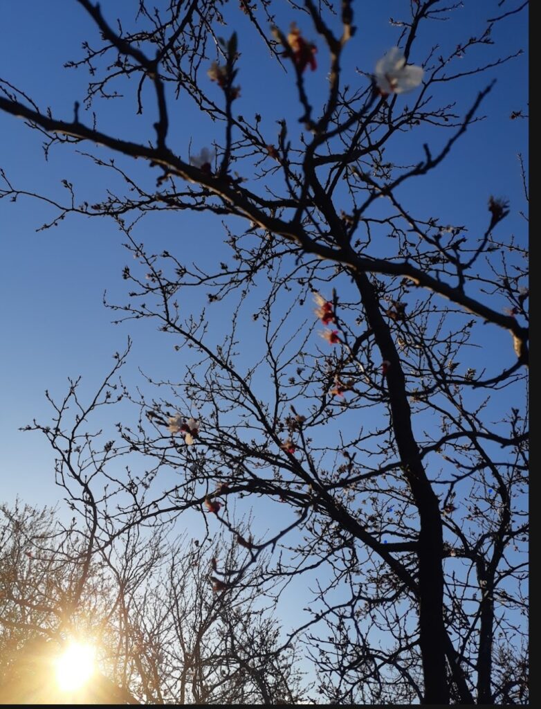 Screenshot_20250629-103501_Google-Earth