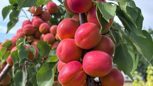 WhatsApp Image 2026-06-25 at 09.44.29 (2)